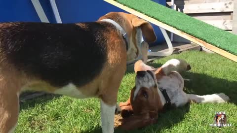 TOP 10 Beagle Dog Parties & Louie & Marie