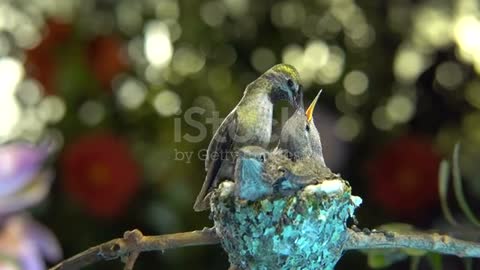 hummingBirds baby family most beautiful Bird in the world