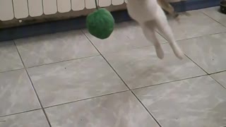 Slow motion kitten jump