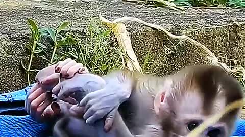 very cute monkey baby he loss his mother very hungry