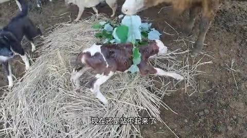 baby calf