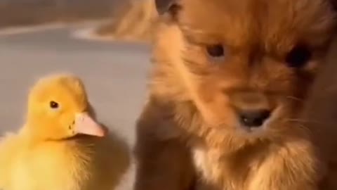 Cute puppy and duckling playing|TRY NOT TO SMILE