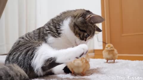 Cats and chicks friendship