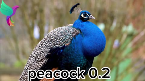 Beautiful big peacock. বড় সুন্দর একটি ময়ুর