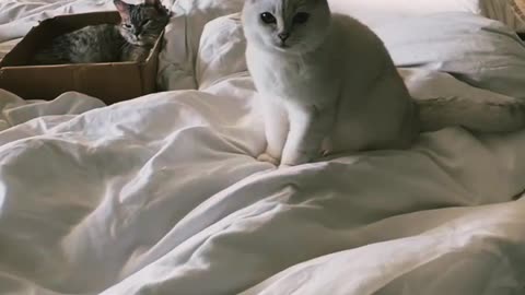 Cute cat video satisfying world best