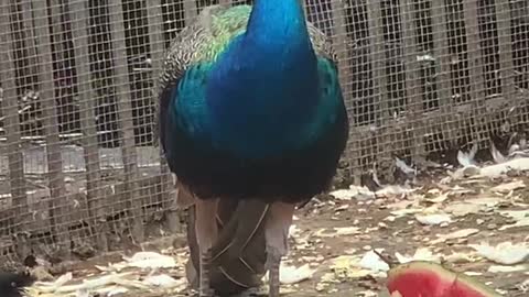 Peacock with crown