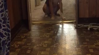 Brown dog walking away from owner when he says bath