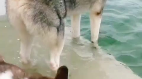 Husky swim
