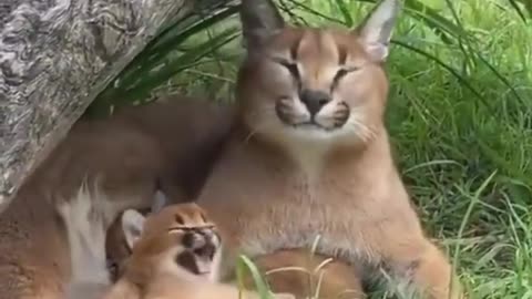 Animals funny video