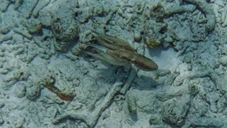 Brazilian Reef Octopus