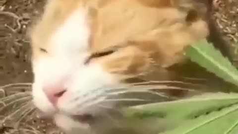 Cat goes crazy after eating funny leaf
