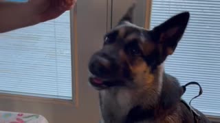 German Shepherd Dog Spits out food funny #Shorts