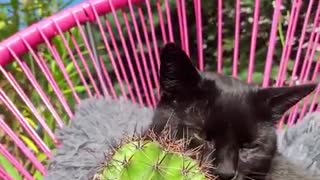 Crazy Cat Licks And Cuddles With Cactus