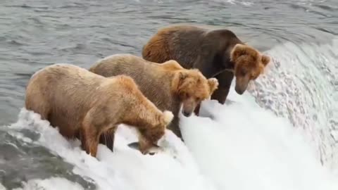 Grizzly Bears Catching Fish