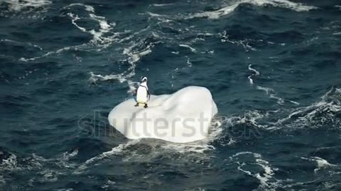 One Happy Penguin Swims