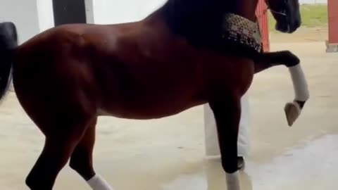 Beautiful Arabic horse