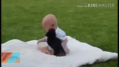 Fight dog and baby funny video