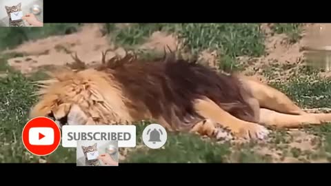 09.The last moments of the life of a lions