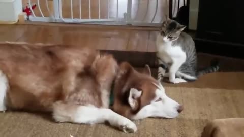 Cat bullies Our Husky