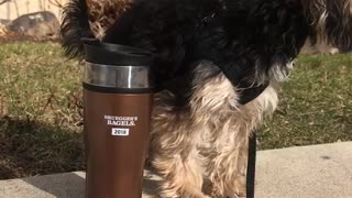 Brown dog sniffs 2018 bagels coffee mug on ledge