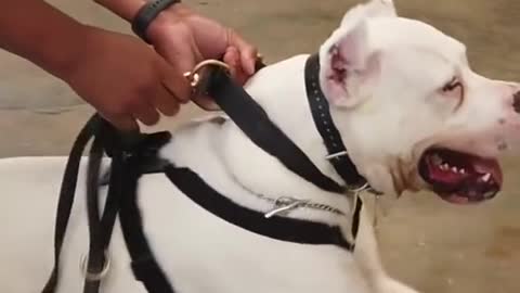 Cosas que tú no sabías del Dogo argentino