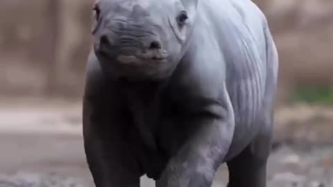 Adorable baby rhinoceros