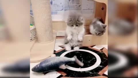 Kitten Video