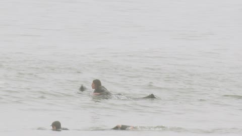 Seal Startles Surfer