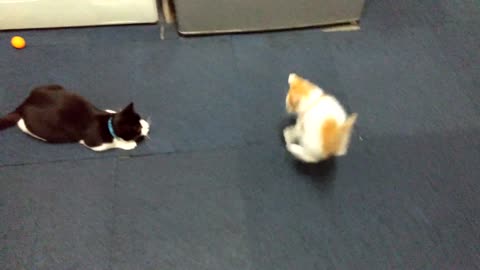 Kitten Teases Cat, He instantly Regrets It