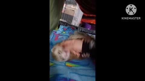 Ferret nibbles and hugs!