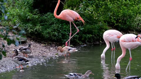 Mira estos flamingos rosa se ven hermosos 🥰🥰