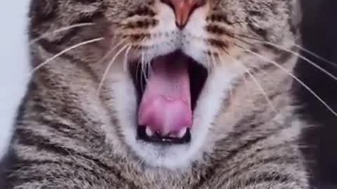 Funny cat yawning with sound