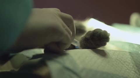 The doctor hand in rubber glove inserts fluid into the catheter making injection on the cat's paw