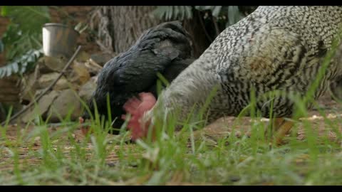 Ground level shot of a barred rock rooster and two free range organic chickens