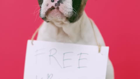 Free Kisses