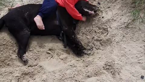 Dog Copies Child by Laying on Him During Playtime