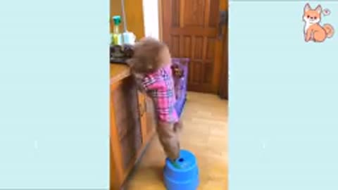 Funny DOG Videos 2021-@