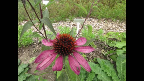 For All Things ECHINACEA Sept 2021