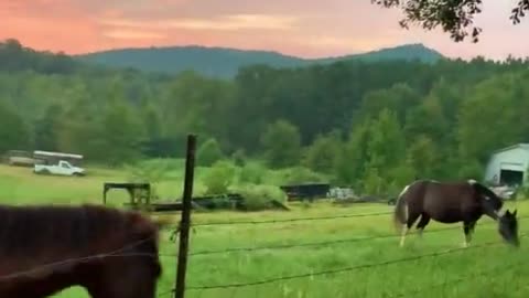 Farm dog gives colt friend a good morning kiss