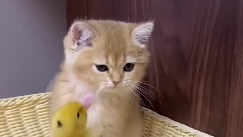 cute baby kitten and baby duck
