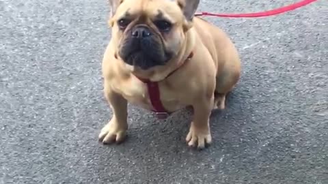 Brown frenchie french bull dog on red leash sitting outside of door because no dogs allowed