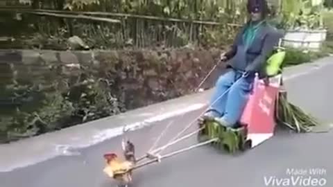 a chicken pulling a cart hahahaha funny