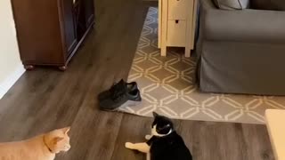 Smart Kitty Knows When To Stop