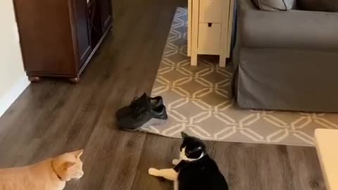 Smart Kitty Knows When To Stop