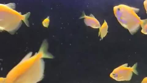 colourful 🟡 Yellow Fishes