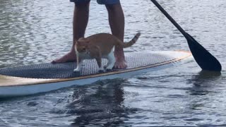 Marlin, the cat-dog, goes Paddle Boarding!!