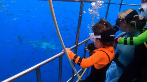 5 Years old kids did Scuba Diving in Steel Cage (SHARKS THERE)