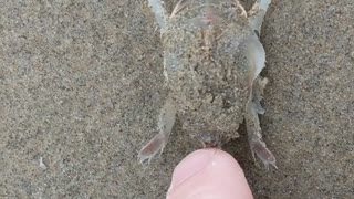The sand crab