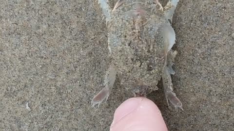 The sand crab