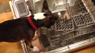 Boston Terrier caught cleaning the dishes